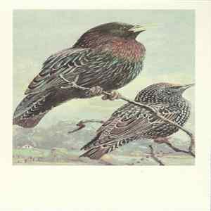 No Artist - Starling Mp3
