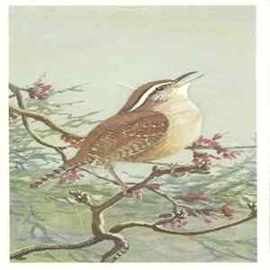 No Artist - Carolina Wren Mp3