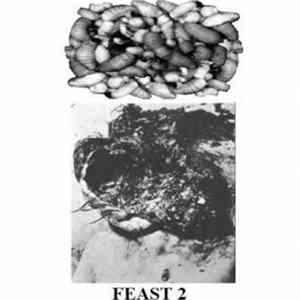 Maggotfeast - Feast 2 Mp3