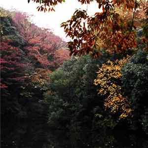 Will Thomas Long - Pathways In The Inverted Forest. Mp3