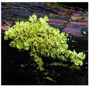 Various - Lichens Mp3