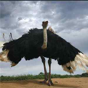 S. Flux And V. Gourds - Free Bird Mp3