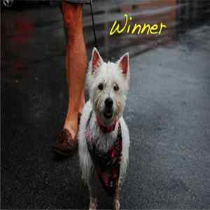 Alex G - Winner Mp3