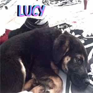 Alex G - Lucy Mp3