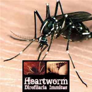 Heartworm - Dirofilaria Immitus Mp3