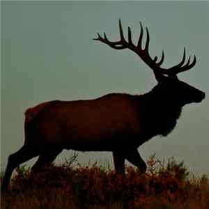 The Picturesque Episodes - Sleeping In The Opiate Forest Mp3