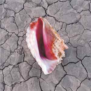 The Killers - Wonderful Wonderful Mp3