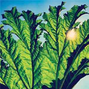 Pfarmers - Gunnera Mp3