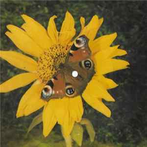 D. Roussos - My Only Fascination Mp3