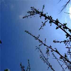 0729 - Stil.Life Mp3